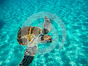 Snorkelling with turtles photo