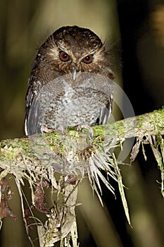 Snorrebaarduil, Long-whiskered Owlet, Xenoglaux loweryi photo