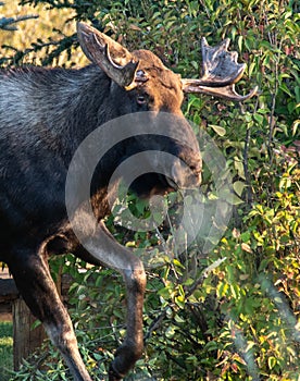 Snorting Bull Moose Prepares to Charge photo