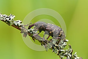 Snout-beetle