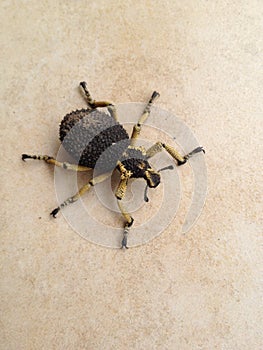 Snout Beetle  - Curculionidae Brachycerus conquestus photo