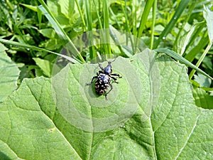 Snout beetle on a green leaf