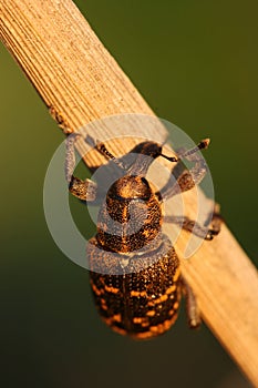 Snout beetle Hylobius abietis