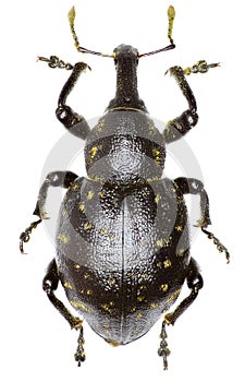 Snout Beetle Liparus on white Background