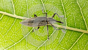 Snout beetle Lixus iridis