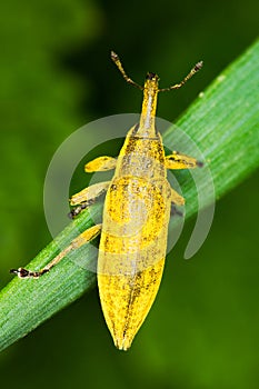 Snout beetle / Lixus sp.