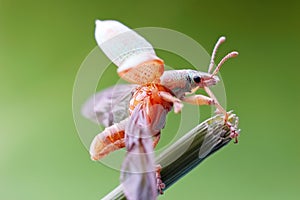 Snout beetle is about to fly