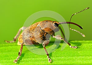 Snout beetle with a very long snout. photo