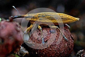 Snout beetle yellow weevil, Lixus iridis