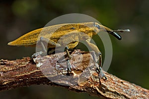 Snout beetle yellow weevil, Lixus iridis