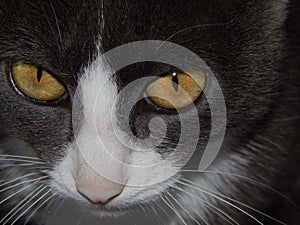Snout of cat with yellow eyes closeup
