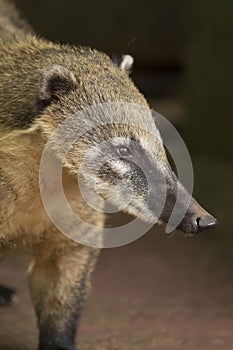 Snout of a Coati