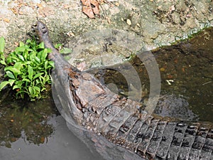 Snout of false gharial in water