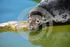 The snout of the grey seal. Halichoerus grypus