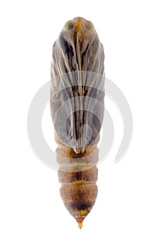 Snout moth cocoon photo