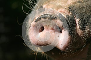 Snout of a pig