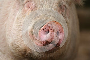 Snout of a Pig