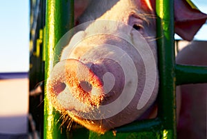Snout of a pig close-up with sad eyes.