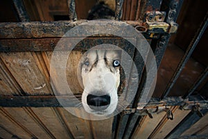 Snout of a sad blue-eyed husky dog that looks through a hole in the door of an aviary.