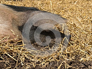 Snout of saddleback pig in straw in the UK