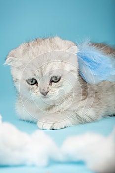 Snout of a tiny Scottish fold kitten which lies with an outstretched paw and blue angel wings.