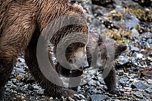 Snout to snout - a new born tiny and cute, grizzly baby is getting contactto its mother
