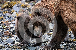 Snout to snout - A new born tiny and very cute, grizzly baby is contacting its mother