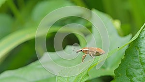 Snout Weevil on green leaf in tropical rain forest.