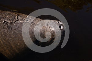 Snout of a West Indian manatee Trichechus manatus swimming in the Orange River