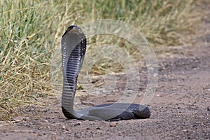 Snouted Cobra