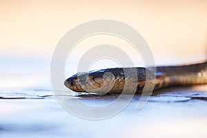 Snouted cobra climbing on garden chair