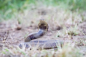 Snouted cobra on the ground.