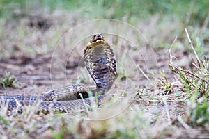 Snouted cobra on the ground.