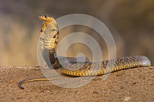 Snouted Cobra snake South Africa photo