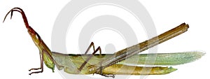 Snouted Grasshopper on white Background