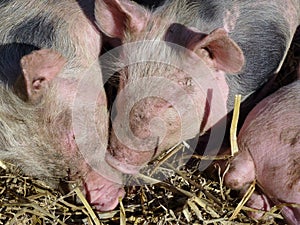 The snouts of young pigs