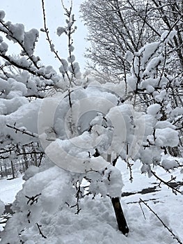 Snow accumulating on a wood deck during Noreaster photo