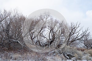 Snow accumulation on winter tree branches in desert valley