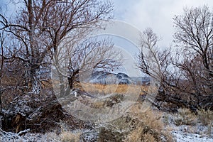 Snow accumulation on winter tree branches in desert valley