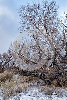 Snow accumulation on winter tree branches and fence posts in desert valley
