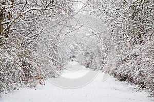 Snow alley