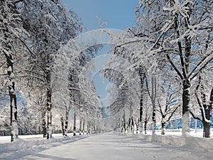 The snow alley of the city park with illumination at night after heavy snowfall. Winter city landscape. Fluffy snow.