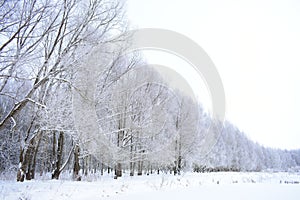 Snow alleys, trees in the frost, white snowdrifts. Winter forest, tree branches in frost. Cloudy sky. Frost on trees is one