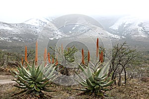 Snow and Aloes