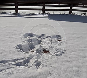 Snow Angel photo