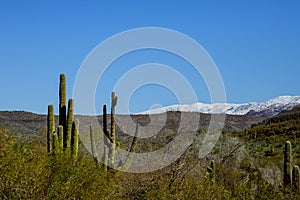 Snow in the Arizona desert, north of Tucson, Arizona an weather event brought snowfall to the mountains with saguaro cacti and