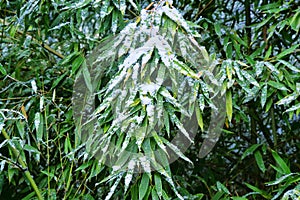 Snow on autumn foliage. Bamboo