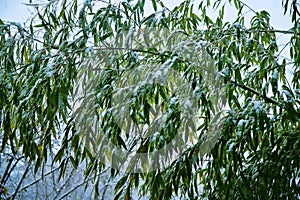 Snow on autumn foliage. Bamboo