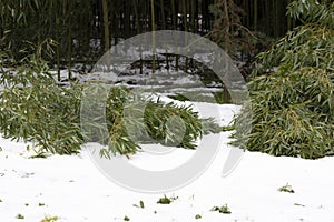 Snow on autumn foliage. The Bamboo in winter. Subtropical forest