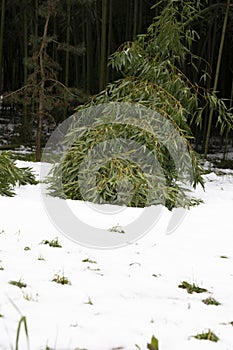 Snow on autumn foliage. The Bamboo in winter. Subtropical forest